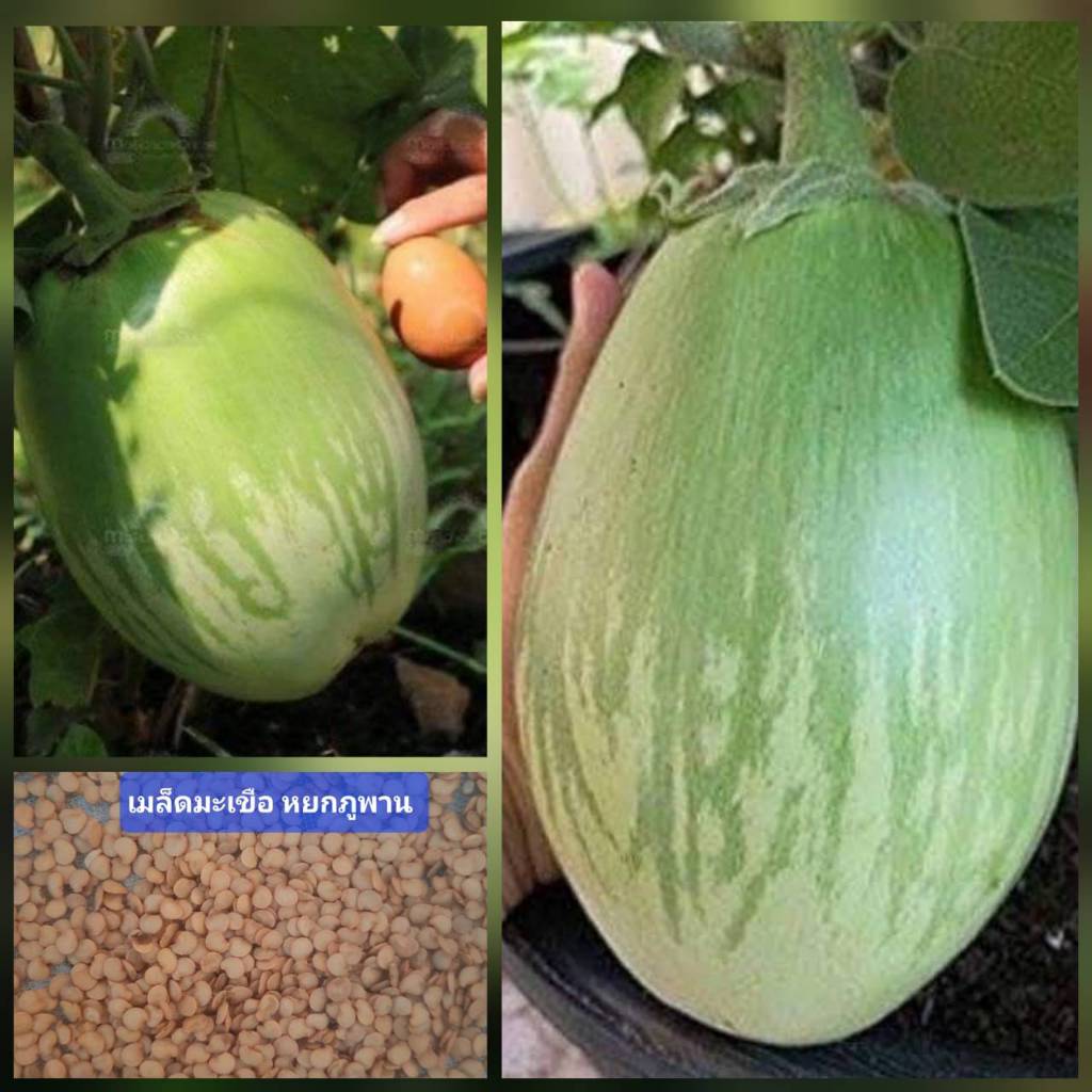 เมล็ดพันธุ์มะเขือยักษ์ 30 เมล็ด มะเขือยักษ์ภูพาน มะเขือใหญ่