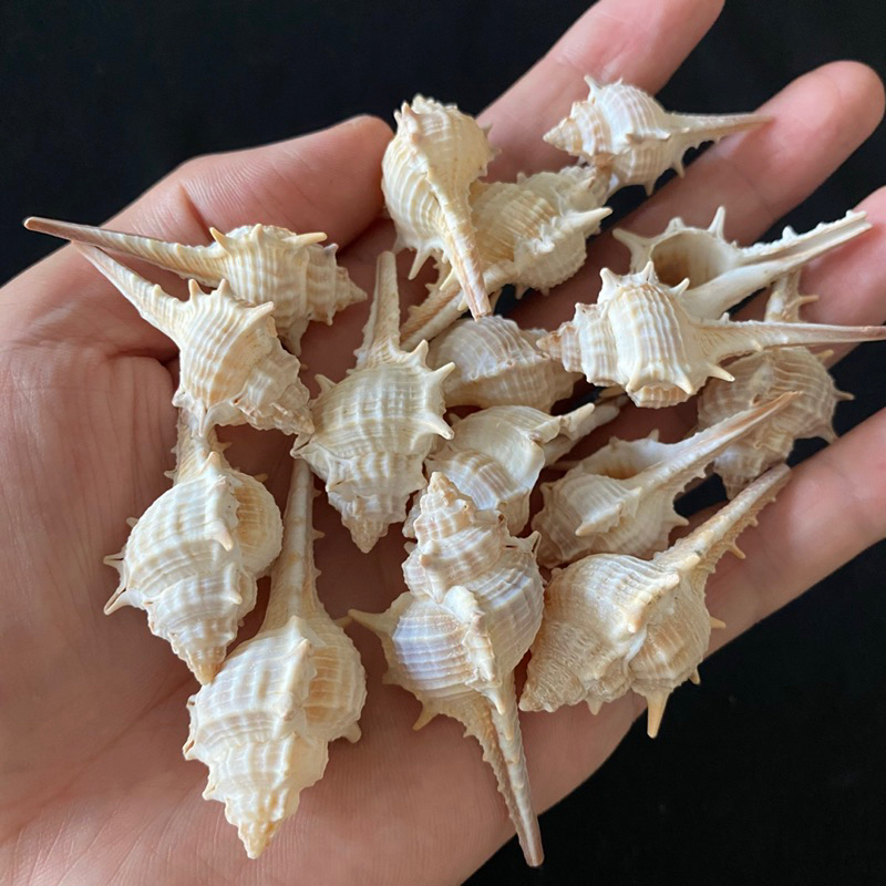 หอย 50g CI LO สำหรับงานฝีมือและของตกแต่งบ้าน seashells bone conch shell