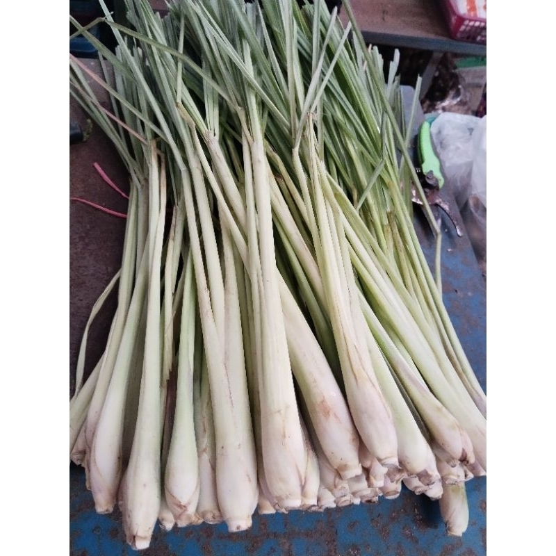 ตะไคร้หยวก ตะไคร้แกง2กิโลกรัม100บาท(ต้นสำหรับ​ปักชำ​)