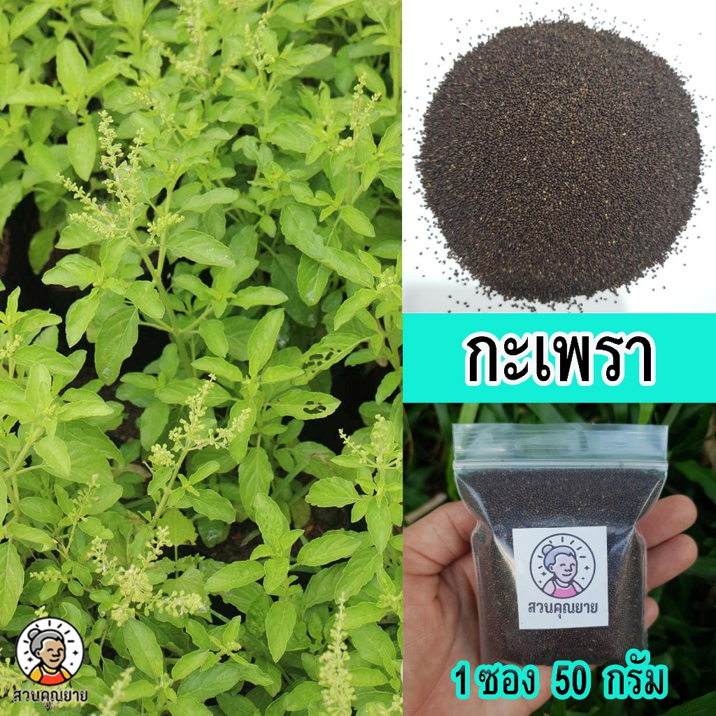 เมล็ดพันธุ์กะเพราเขียว ใบหอม เหมาะสำหรับทำผัดกะเพรา  ปลูกง่าย โตไว ปลูกเพียง 45-60 วัน  ขนาด 50 กรัม