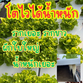 สารละลาย AB ขนาด (**10 ลิตร**) สารละลายเอบี ผักไฮโดรโปนิกส์แบบเกล็ด ระบบน้ำนิ่ง และ น้ำวน