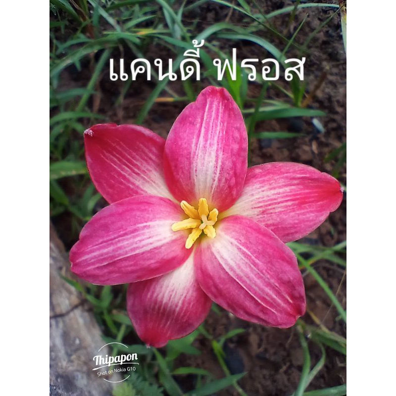 บัวดินแคนดี้ ฟรอส ขายเป็นหัว