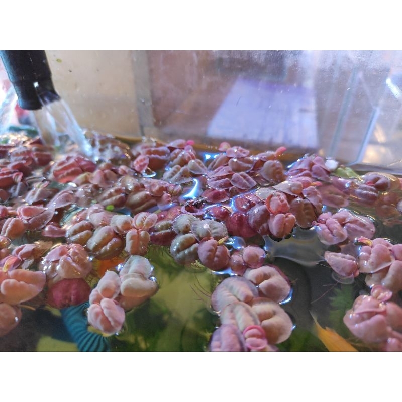 จอกแดงญี่ปุ่น ถุง20บาท