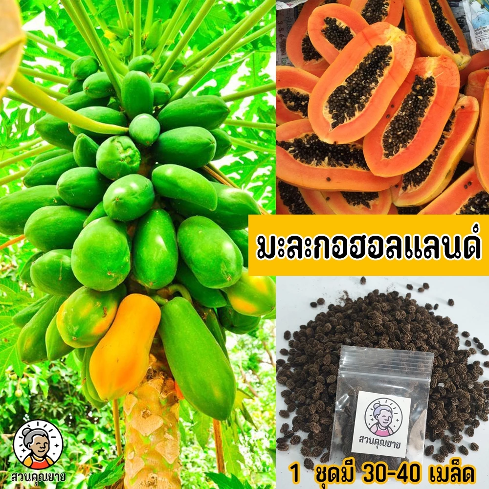 เมล็ดพันธุ์มะละกอฮอลแลนด์ เนื้อหนา รสหวาน เปลือกหนาทนทานต่อโรค เป็นที่นิยมอย่างแพร่หลาย