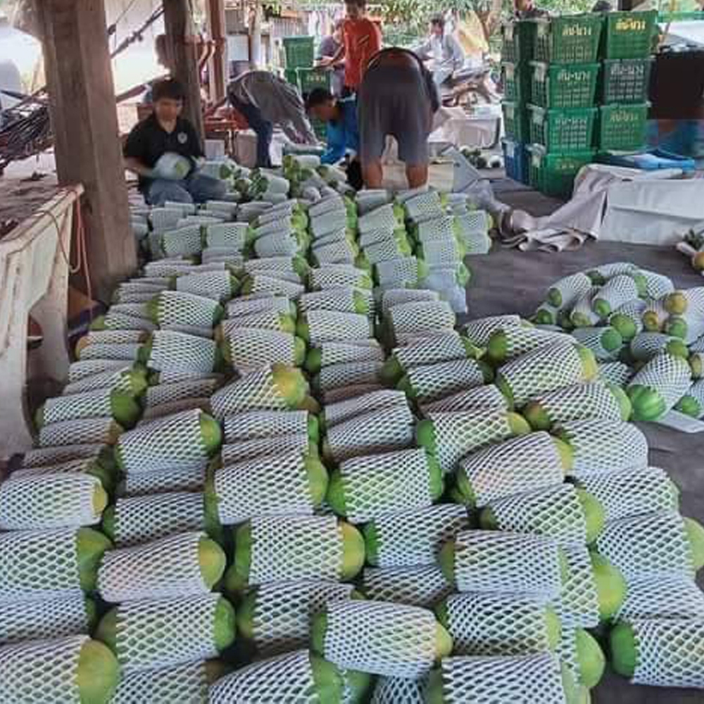 เมล็ดพันธุ์มะละกอฮอลแลนด์ เนื้อหนา รสหวาน รูปที่ 3