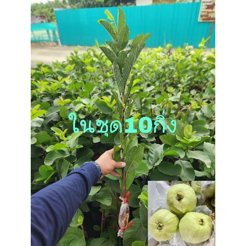 ฝรั่งกิมจู เกรดAพันธุ์แท้100% ในชุดมี10กิ่ง เต็มทุกกิ่ง