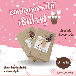 LXG : ชุดปลูกดอกไม้ เซ็ทใจฟู (เซ็ทของขวัญ) มีให้เลือกหลายชนิ…