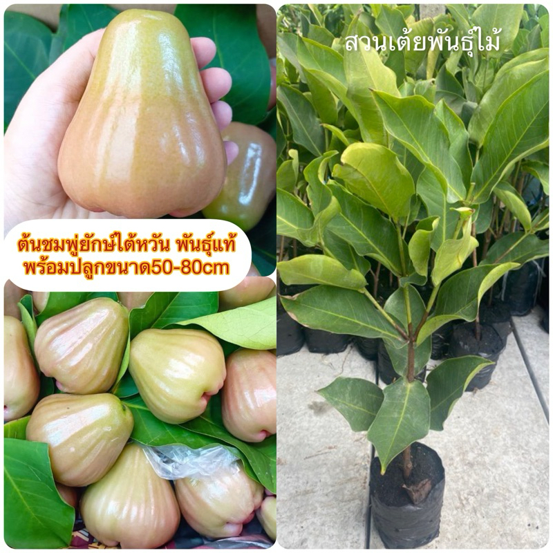ต้นชมพู่ยักษ์​ไต้หวันพันธุ์​แท้❗️ มีให้เลือก2ขนาด ❗️กิ่งปักชำผลดกตลอดทั้งปีรับประกันสายพันธุ์แท้