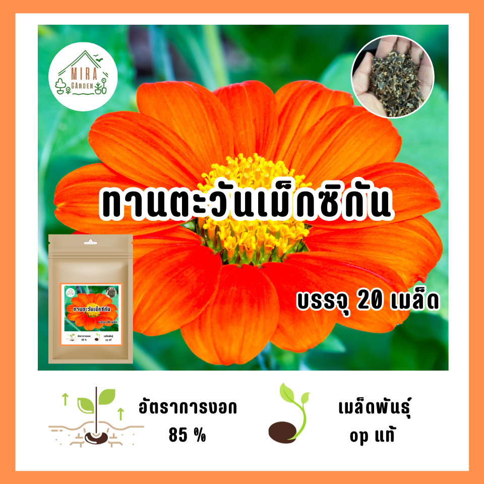เมล็ดพันธุ์ทานตะวันเม็กซิกัน บรรจุ 20  เมล็ด