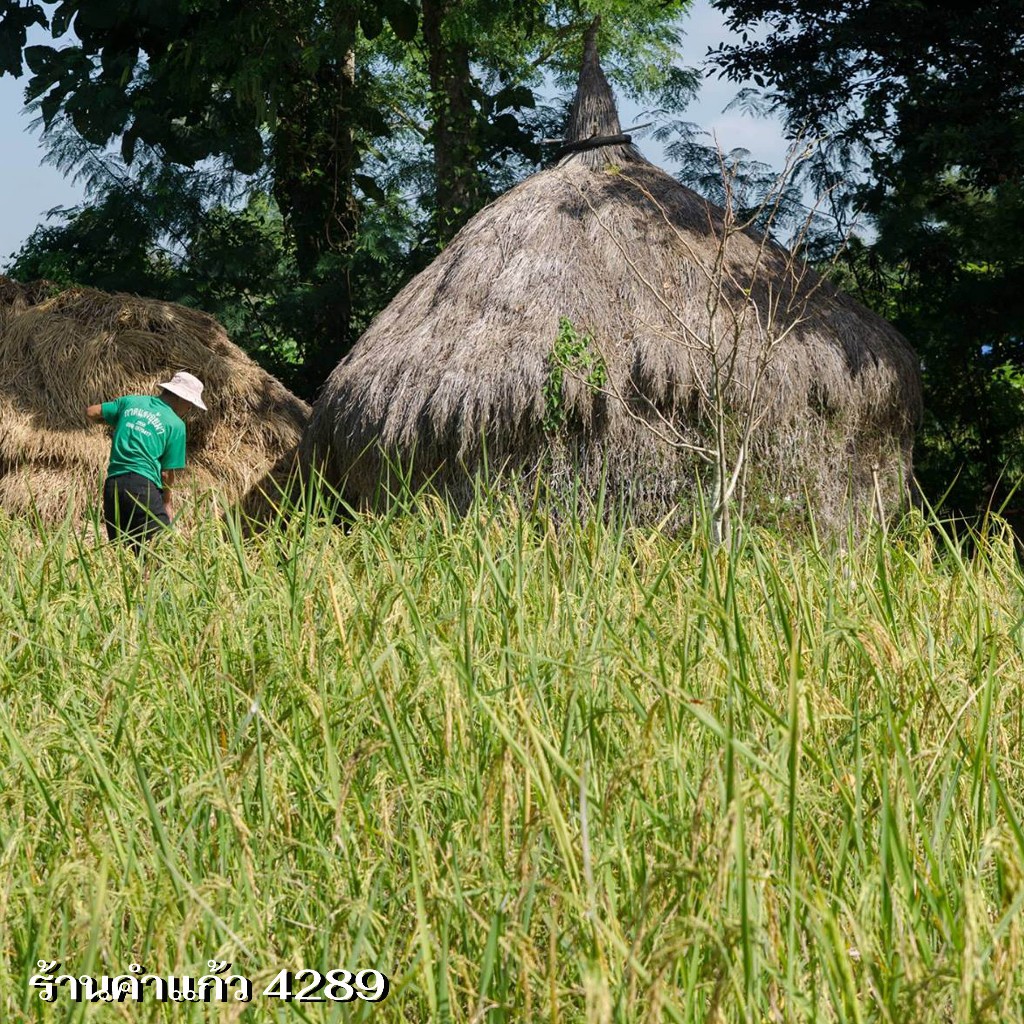 เมล็ดพันธุ์ข้าวเหนียว กข6 ต้นเตี้ย เบอร์ 18 (น่าน59) บรรจุ 15 กก.พันธุ์ข้าวเหนียวนาปี ปลูกเองขายเองโดยวิธีธรรมชาติ - รูปที่ 4