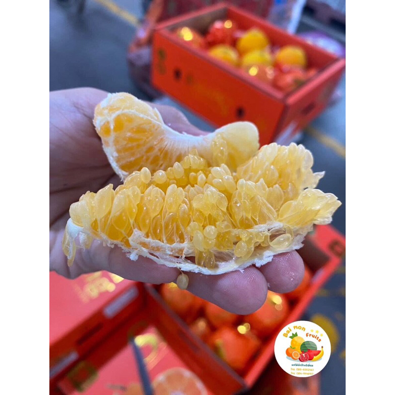 🍊ส้มจุกเดโกปอง ตรานกแก้ว🍊🦜