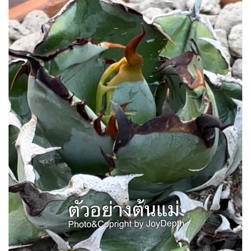 Agave Titanota Blue Ball / Black & Blue กระถางละ 255/345/355/445/565 ฿