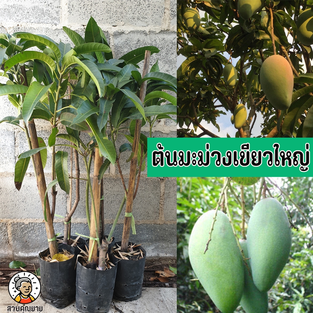 ต้นมะม่วงเขียวใหญ่ ขนาด 65-100 ซม. เนื้อผลขณะยังดิบรสหวานมันกรอบรับประทานเปล่าๆได้เลย