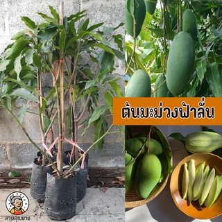 ต้นมะม่วงฟ้าลั่น ขนาด 65-100 ซม.กรอบ มัน เนื้อแน่น เวลาฟ้าร้อง แก่จัดแล้วปลอกเปลือก เนื้อจะแตก