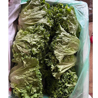 ผักกาดหอม (สารพัดเมนู)