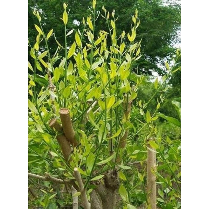 ต้นผักหวานป่าสีทอง(เพาะเมล็ด)สูง25-30ซม.ชุด 2 ถุง 79บาท ผักหวานป่าสีทองยอดเหลือง 1ถุงมีผักหวาน 2ต้น พี่เลี้ยงลำใย 1ต้น