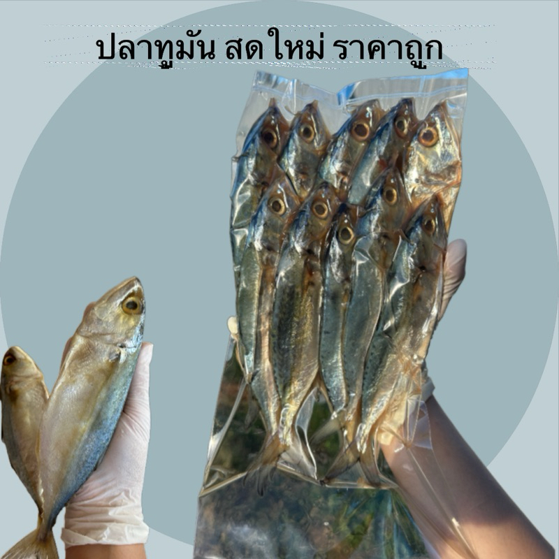 ปลาทูมันเค็มน้อย ราคาถูก[ 1 แพ็ค มี 10 ตัว]