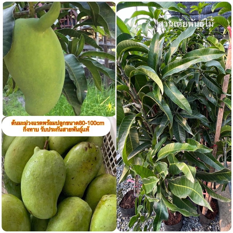 ต้นมะม่วงแรด🥭พร้อมปลูก❗️ มีให้เลือก2ขนาด60-130cm❗️กิ่งทาบ รับประกันสายพันธุ์เเท้100%