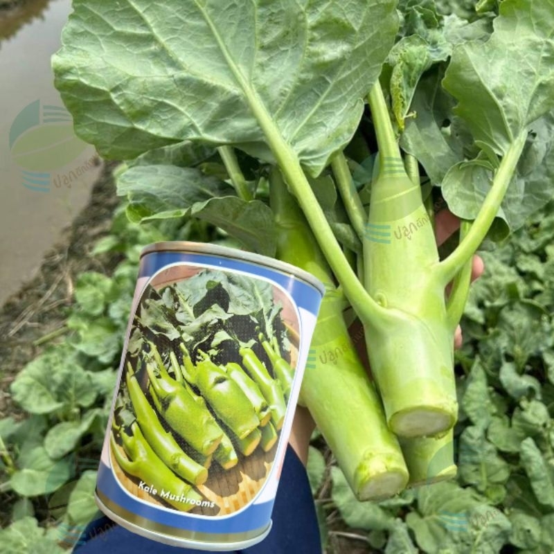 เมล็ดพันธุ์ คะน้าเห็ดหอม (60กรัม ~15,000​ เมล็ด) คะน้าหวานเห็ดหอม คะน้าหวาน​ คะน้าฮ่องกง