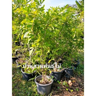 ต้นมะตูมแขก ต้นสูง 100-120 ซม. กระถาง 10 นิ้ว