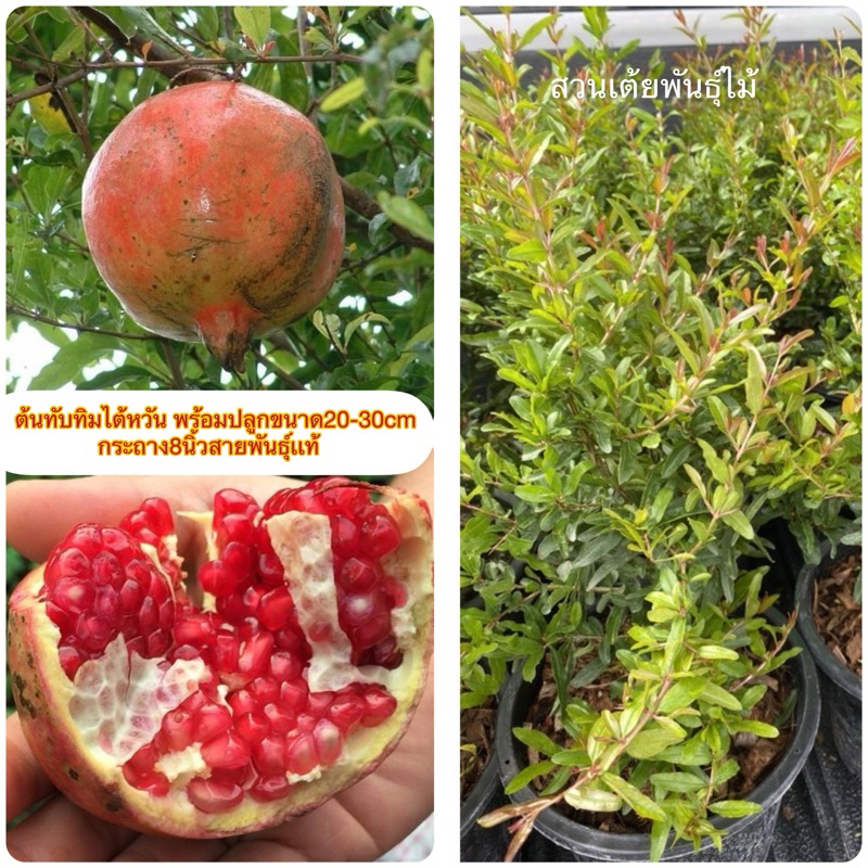 ต้นทับทิมไต้หวัน พร้อมปลูกขนาด20-30cm กระถาง8นิ้วสายพันธุ์เเท้ยอดจะแดง