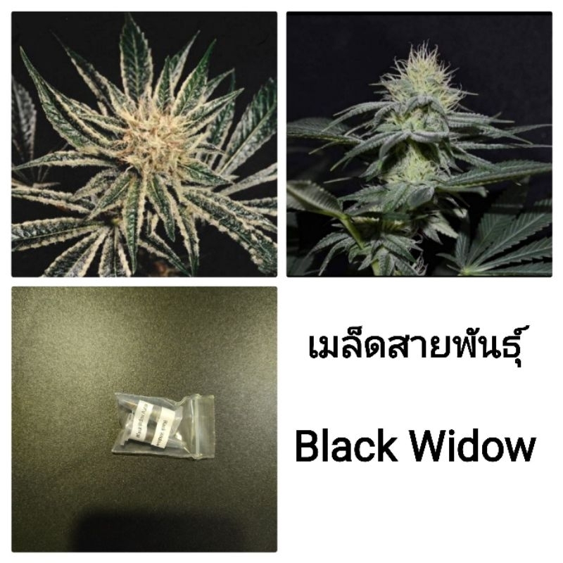 เมล็ดพันธุ์Black Widow เพศเมีย90%ใช้STSทำเมล็ด ชุด5และ3เม็ด