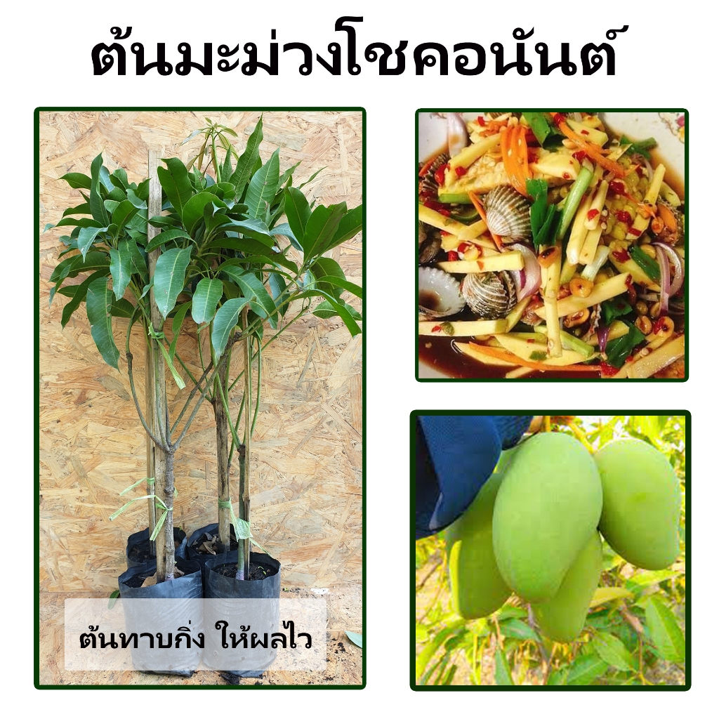 ต้นมะม่วงโชคอนันต์ เนื้อแน่น รสชาติหวาน ผิวเนียน ผลใหญ่ มีเนื้อเยอะ
