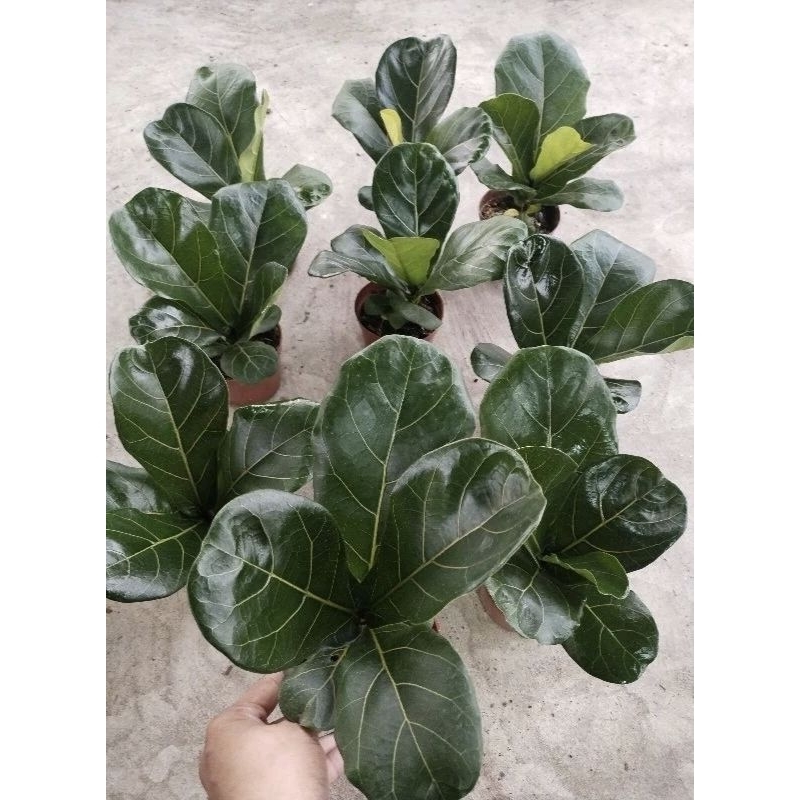 ไทรใบสัก ไจแอนท์  Fiddle Fig giant