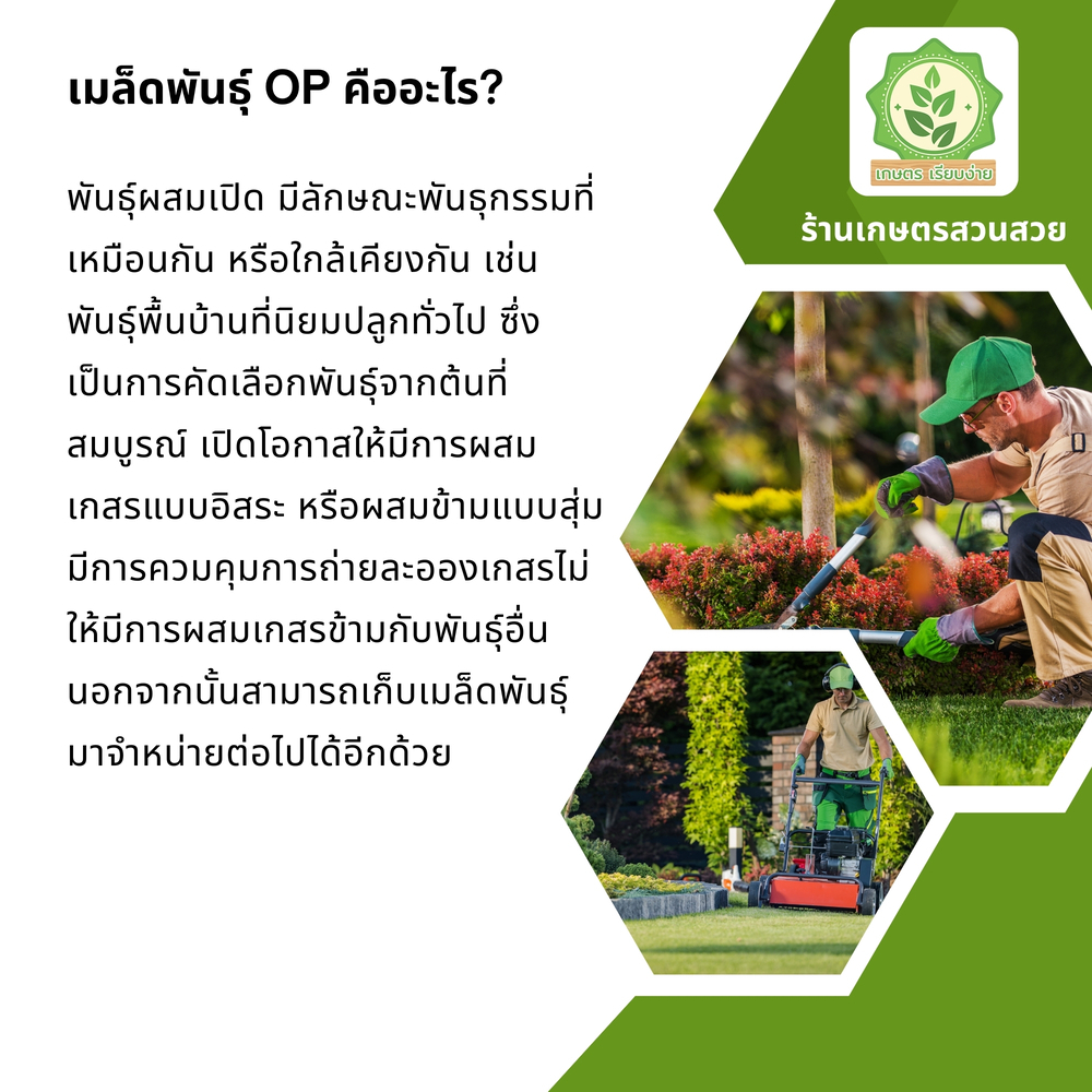 เมล็ดพันธุ์สลัดรวมผักต่างๆ เรดคอส  เรดครอส เลดคอสเมล็ดสลัด พันธุ์ OP บรรจุ 200 เมล็ด - รูปที่ 3