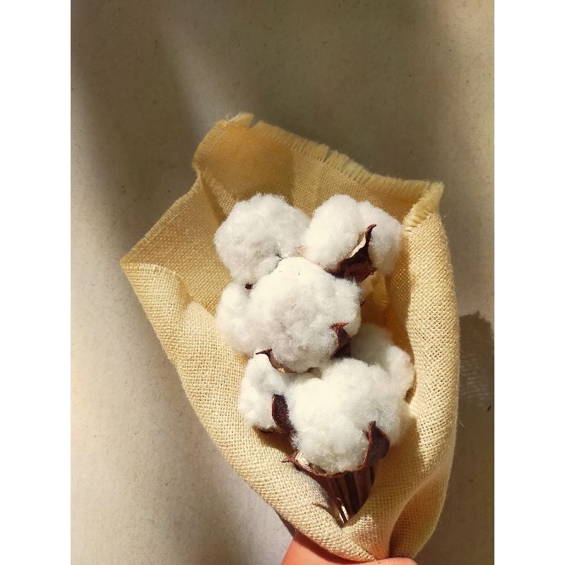 ดอกฝ้ายกึ่งประดิษฐ์(ตัวดอกจริง)สีธรรมชาติดอกโตฟูสวย  จ้า(บรรจุ5ดอกใน1เเพ็ค)
