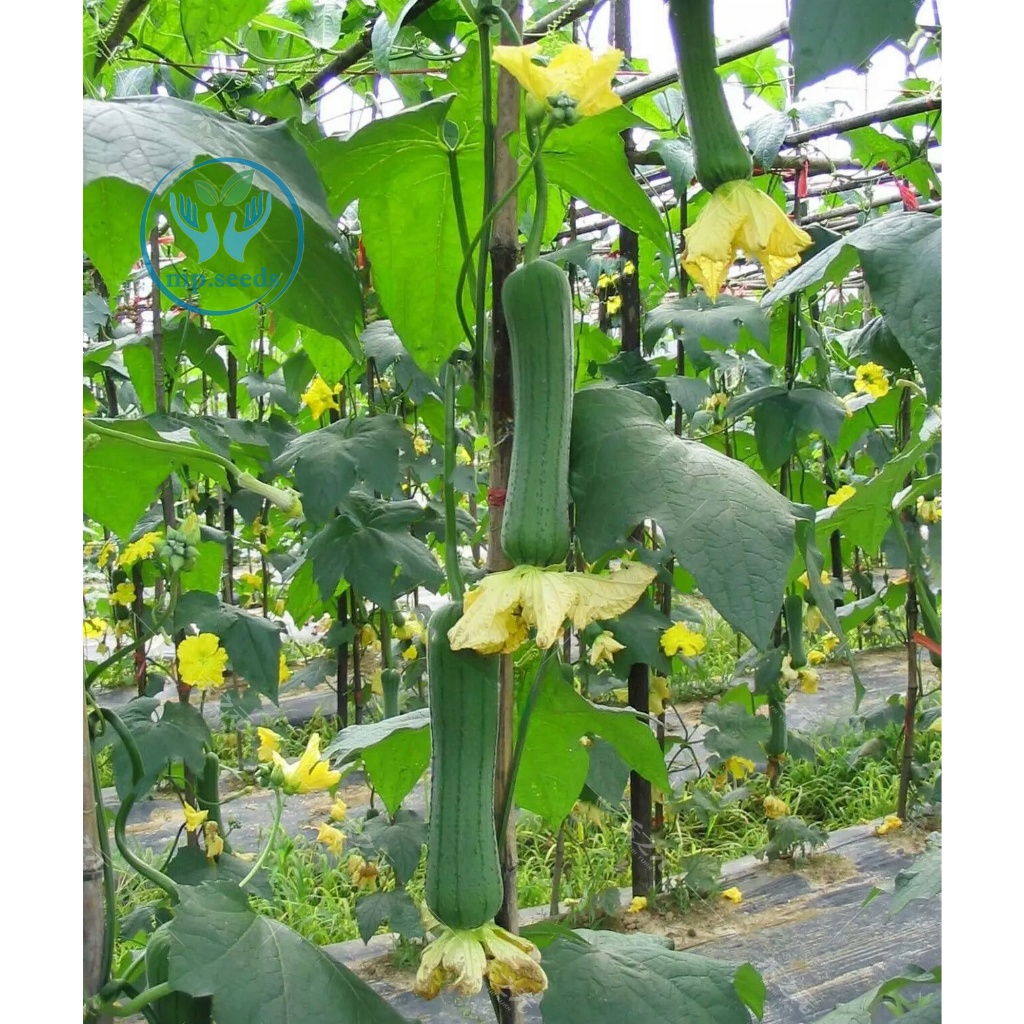 เมล็ดพันธุ์ บวบหอม/บวมหอมยาว 35 เมล็ด  บวบหอมแอปเปิ้ล - รูปที่ 3