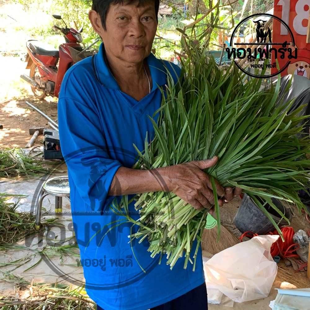 หญ้ากระต่าย ลูกค้าตัดได้เองทุกวัน สด ปลอดภัย ปลูกใส่กระถาง ระเบียงคอนโดได้ ต้นหญ้าเนเปียร์ พันธุ์เกษตรศาสตร์1 โปรตีนสูง