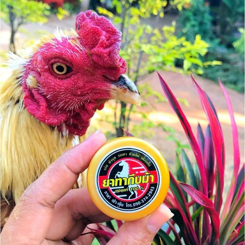 ทากีบม้า บำรุงปากไก่ เดือยไก่
