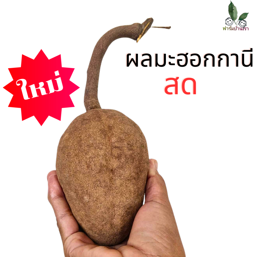 ผลมะฮอกกานีสด **แบบลูกสด**