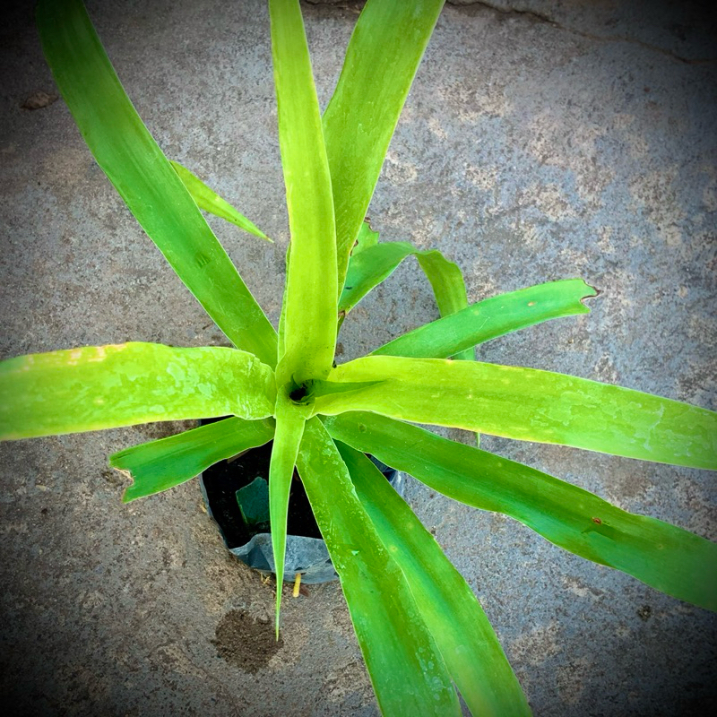 ต้นจันผา เพาะเมล็ดในถุงชำ