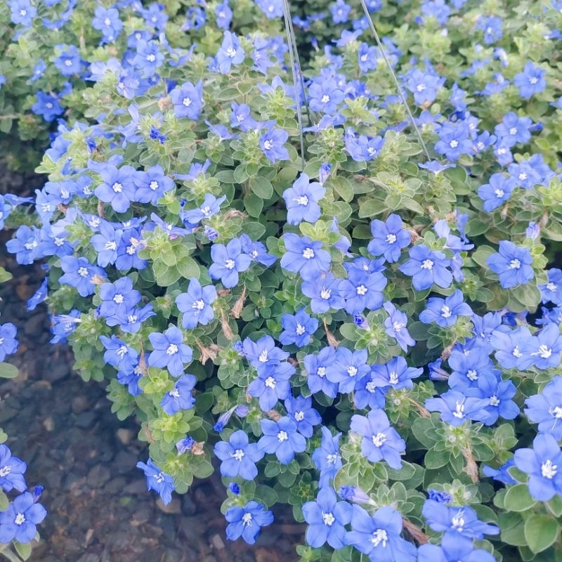 ต้นฟ้าประดิษฐ์ กระถางแขวนขนาด 8 นิ้ว กอใหญ่ ติดดอกทุกกระถาง ดอกสีฟ้า ออกดอกตลอดปี ไม้ดอกไม้ประดับ