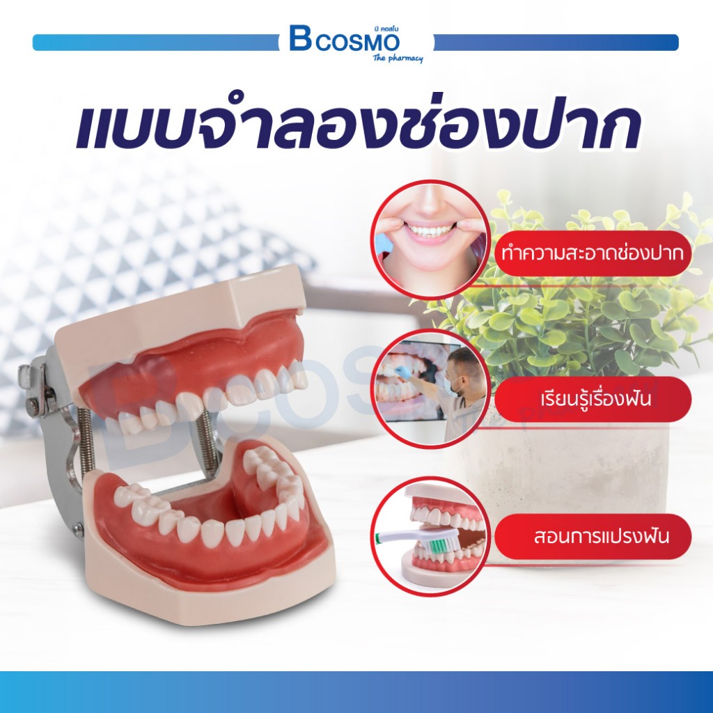 แบบจำลองช่องปาก โมเดลช่องปาก โมเดลฟัน แบบจำลองฟันสำหรับการเรียนการสอน/Bcosmo