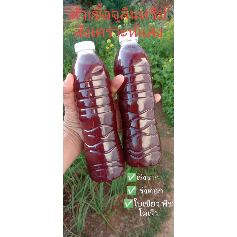 หัวเชื้อจุลินทรีสังเคราะห์แสง นำไปขยายต่อแดงเร็วภายใน10-15วัน ขนาด 600ml.พร้อมคู่มื่อการใช้และขยายต่อ