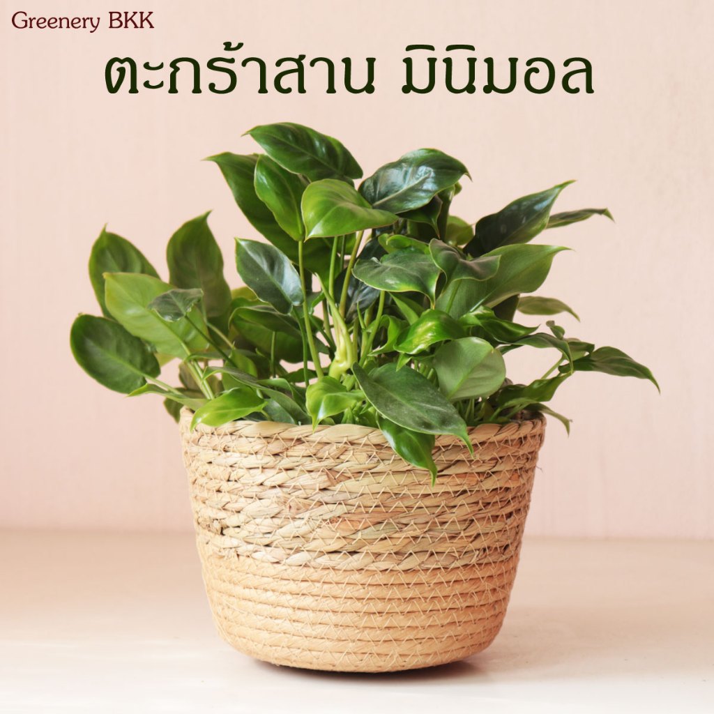 ตะกร้าใส่ต้นไม้ มินิมอล สำหรับไม้ประดับขนาดเล็ก งานสานถักร้อยด้วยเชื่อกสองชั้น พร้อมถุงพลาสติกกันน้ำหก basket