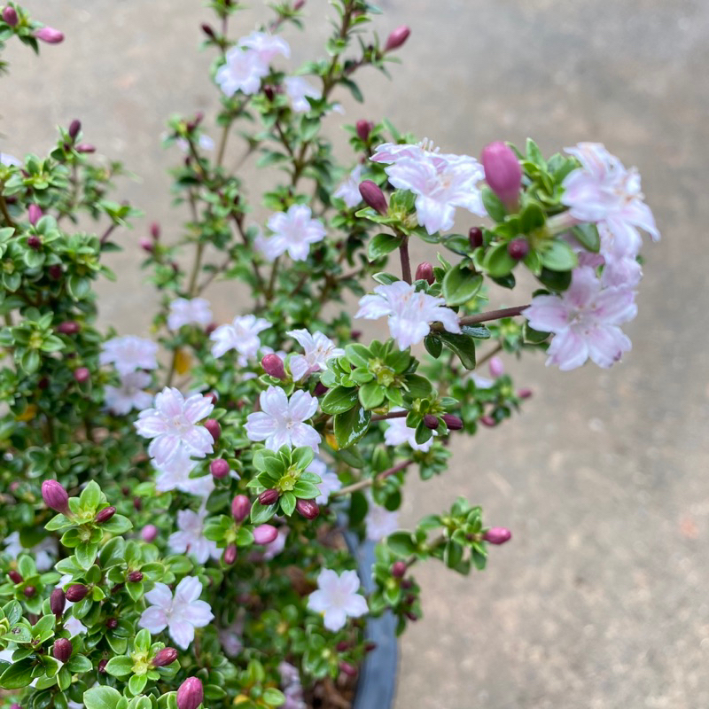 F17 🌸ซากุระแคระ🌸 Janischnee ไม้ประดับ ทำบอนไซ ต้นซากุระแคระ
