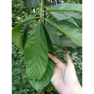 ใบหมี่สด หมี่เหม็น เก็บสดใหม่ตามออเดอร์ ออแกนิก ไร้สารเคมี