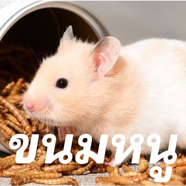ขนมสำหรับหนูแฮมสเตอร์ ชูการ์ เม่นแคระ มี 10 ชนิด