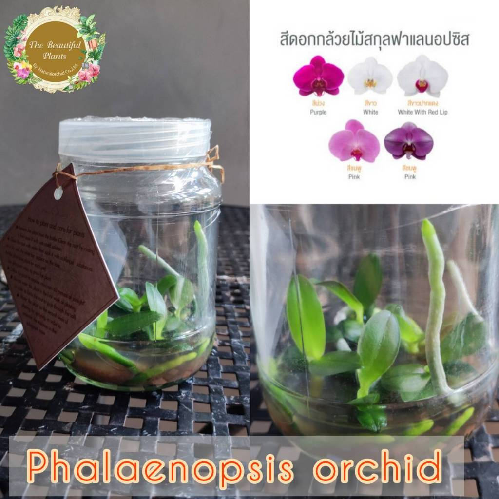 กล้วยไม้ฟาแลนนอปซิส-ไม้ขวด (4-5ต้น/ขวด) กระบวนการเพาะงอกออกจากห้องแลป