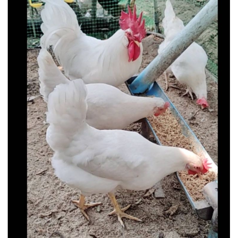 ไข่เชื้อไก่ เลกฮอน 3ใบ100 มีเชื้อ100%ทุกใบ เล็กฮอร์นขาวหงอนจักร เล็กฮอน leghorn WhiteLeghorn สายพันธุ์แท้