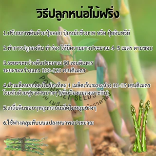 หน่อไม้ฝรั่งพันธุ์ บร็อคอินฟรูฟ บรรจุ 20 เมล็ด ส่งตรงจากสวน