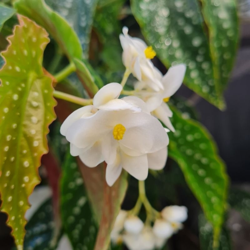 บิโกเนีย (Begonia maculata)