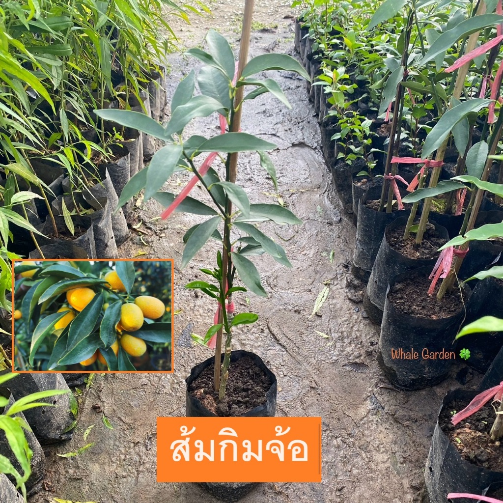 ต้นส้มกิมจ้อ ส้มกิมจ้อ ทานได้ทั้งเปลือก Kumquat (เสียบยอด) ให้ผลเร็ว พร้อมติดดอก (รับประกันสินค้า)