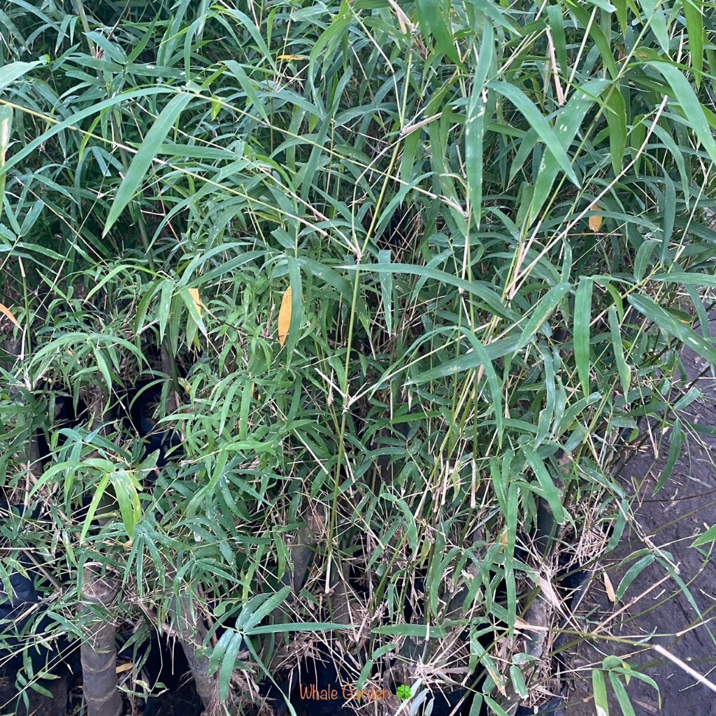 ไผ่รวก ต้นไผ่ (Thyrsostachys siamensis Gamble) พืชเศรษฐกิจ ถ่ายจากสินค้าจริง (รับประกัน ส่งใหม่ฟรี หากสินค้าเเสียหาย!!) ราคา ถูกที่สุด ดีลบีเคเค แกลเลอรีภาพที่ 3