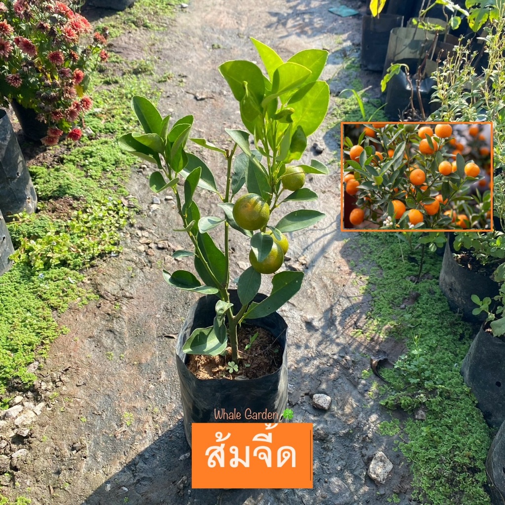 ต้นส้มจี๊ด กิ่งชำ ส้มจี๊ด (Kumquat) ไม้มงคล ปลูกประดับบ้าน ผลรับประทานได้ (รับประกัน ส่งใหม่ฟรี หากสินค้าเเสียหาย!!)
