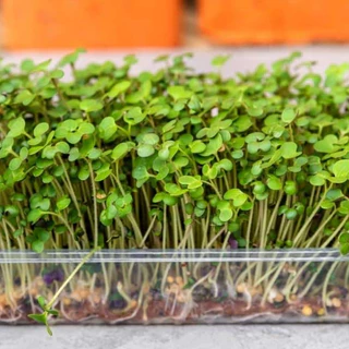 เมล็ดต้นอ่อนไมโครกรีน (Microgreen) 40 กรัม ทานตะวัน ผักบุ้งเรียวไผ่ ไควาเระ โตเหมี่ยว คะน้า